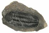 Huge, Spiny Drotops Armatus Trilobite - Excellent Preparation #192496-1